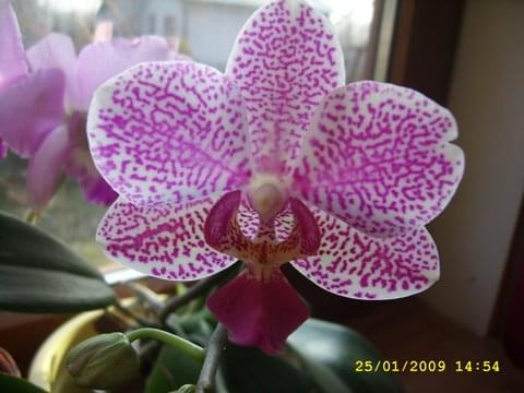 phalaenopsis hybr.