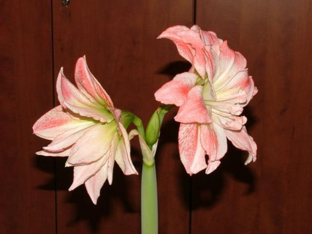 odmiana 'Aphrodite' - 4 lutego 2009 #amarylis #Aphrodite #Hippeastrum #hydroponika