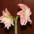 odmiana 'Aphrodite' - 4 lutego 2009 #amarylis #Aphrodite #Hippeastrum #hydroponika