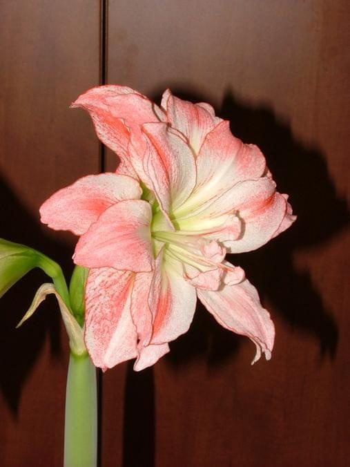 odmiana 'Aphrodite' - 4 lutego 2009 #amarylis #Aphrodite #Hippeastrum #hydroponika