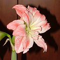 odmiana 'Aphrodite' - 4 lutego 2009 #amarylis #Aphrodite #Hippeastrum #hydroponika