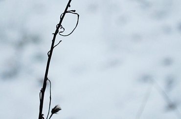 #zima #roślinka #serduszko