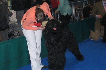 #ctr #cernysz #CzarnyTerier #kasim