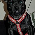 Lolek (Alfa Tauri Toby Junior)