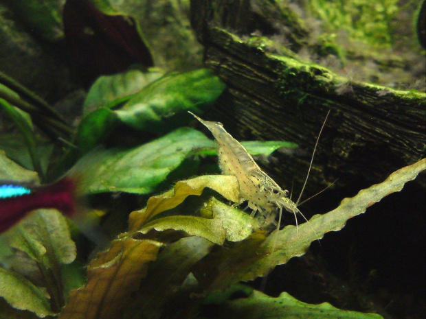 Krewetki Amano - Caridina japonica