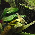 Krewetki Amano - Caridina japonica