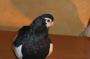 Sroka Rosyjska #Gołąb #ozdobny