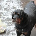 #rottweiler