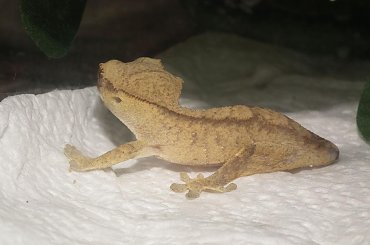 #RhacodactylusCiliatus #CrestedGecko #GekonOrzęsiony