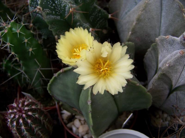 Astrophytum myriostigma v. nudum