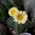 Astrophytum myriostigma v. nudum