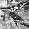 niewola...samotność....obojętność...znieczulica... #lampart #zoo