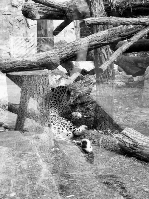 niewola...samotność....obojętność...znieczulica... #lampart #zoo