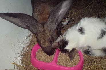 horse, cat, dog, doberman, pies, suka, alaskan malamute, mieszaniec, konie, koń, śmieszne, funny #horse #cat #dog #doberman #pies #suka #AlaskanMalamute #mieszaniec #konie #koń #śmieszne #funny