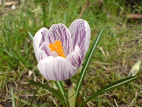 Wiosna...ale w 2008 roku fotka zrobiona telefonem przy domu. #krokus #wiosna #kwiaty #przyroda