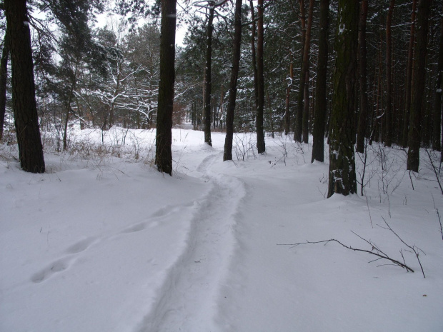 #ścieżka #leśna #las #zima