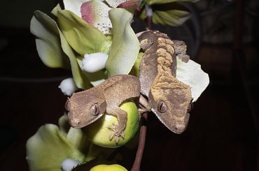 #RhacodactylusCiliatus #CrestedGecko #GekonOrzęsiony