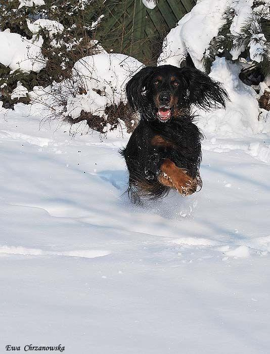 2009.02.17 Igor na śniegu, portret Wiewiórka