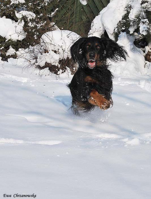 2009.02.17 Igor na śniegu, portret Wiewiórka