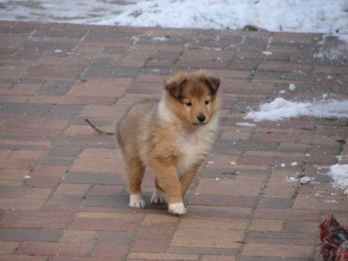 NESH SUNNY BOY Ze Skalni Vyhlidky
sheltie, www.ambersun-sheltie.pl #NESHSUNNYBOYZeSkalniVyhlidky