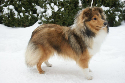 AUDREY Amber Sun FCI, sheltie,owczarek sztlandzki,www.ambersun-sheltie.pl #AUDREYAmberSunFCI #sheltie #OwczarekSztlandzki