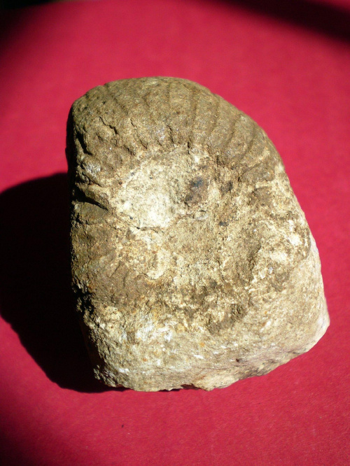 Gąbka Astylospongia praemorsa . Długość okazu - 3,5 cm . Wiek : ordowik - dewon . Data znalezienia : 2003 .