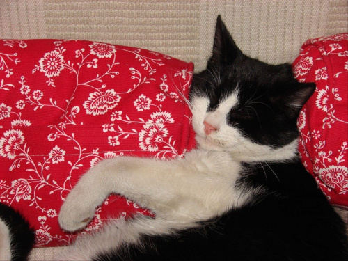 Freddie- nasz najnowszy gośc i domownik zarazem #kot #kotek