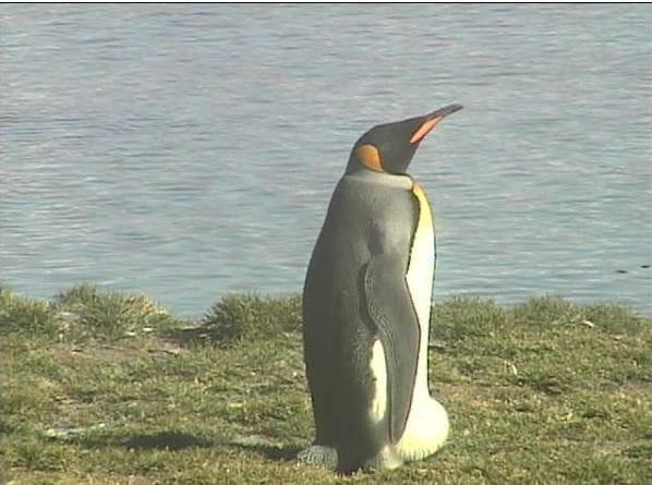 Oto ja z bliska #Pingwiny