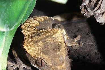 #RhacodactylusCiliatus #CrestedGecko #GekonOrzęsiony