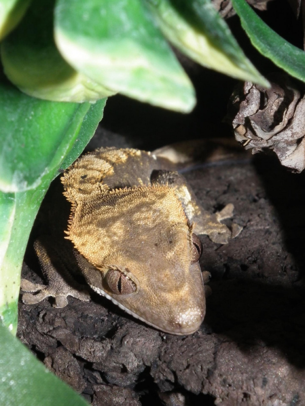 #RhacodactylusCiliatus #CrestedGecko #GekonOrzęsiony