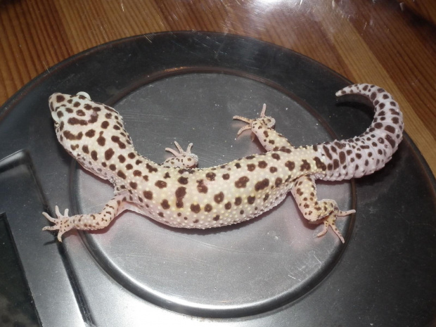 #LeopardGecko #GekonLamparci