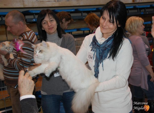 Wystawa Kotów rasowych Mysłowice 26.02.2011 - SIB i NEM