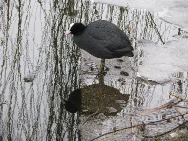 Łyska (Fulica atra) - średni, wędrowny ptak wodny z rodziny chruścieli.Upierzenie łupkowoczarne z nagą, podobnie jak dziób, białą blaszką na czole, od której pochodzi polska nazwa gatunku. Palce otoczone płatkowatymi błonami pławnymi. Młode jaśniejsze...