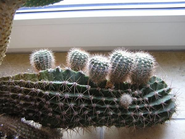 kaktusy liczące sobie sporo lat