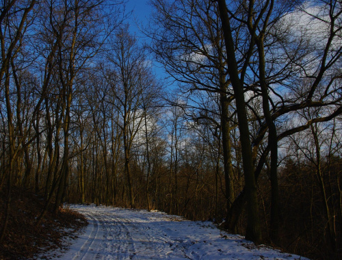 pierwsze fotki nowym sprzętem :) #lód #śnieg #zima #las #drzewa #droga