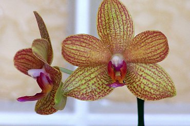 orchidejka #storczyk #orchidea