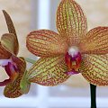 orchidejka #storczyk #orchidea