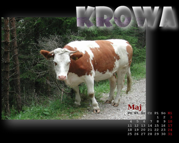 z cyklu: Wiejski kalendarz 2009 #krowa #WiejskiAlbum
