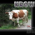 z cyklu: Wiejski kalendarz 2009 #krowa #WiejskiAlbum