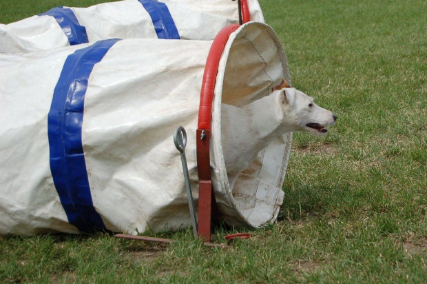 PP Agility Białystok 22.07.2007