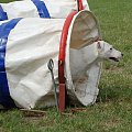 PP Agility Białystok 22.07.2007