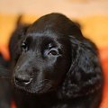 Nasz mały flat coated retriever