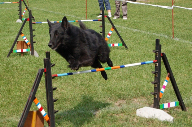 PP Agility Białystok 22.07.2007