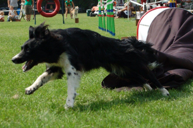 PP Agility Białystok 22.07.2007