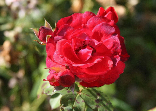 Róża dla Ciebie... #róża
