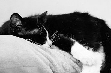 Salsa :) #kot #kotek #zwierzę