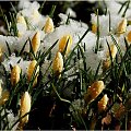 Krokusy w śniegu... #Wiosna #kwiaty #makro #krokusy