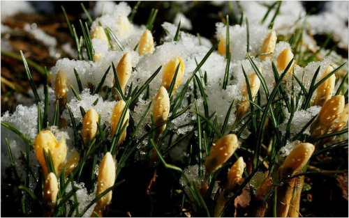 Krokusy w śniegu... #Wiosna #kwiaty #makro #krokusy