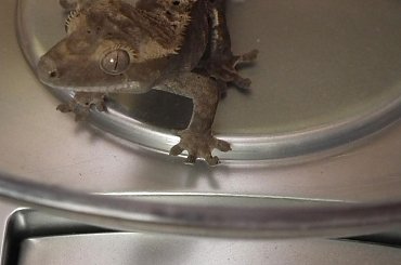 #RhacodactylusCiliatus #CrestedGecko #GekonOrzęsiony