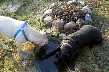 ...usiłują dostać się do wody, zlizujac 20 cm taflę lodu! #psy #labradory #Ness #Xena